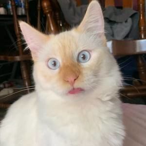 Meet your Posher, Malaea